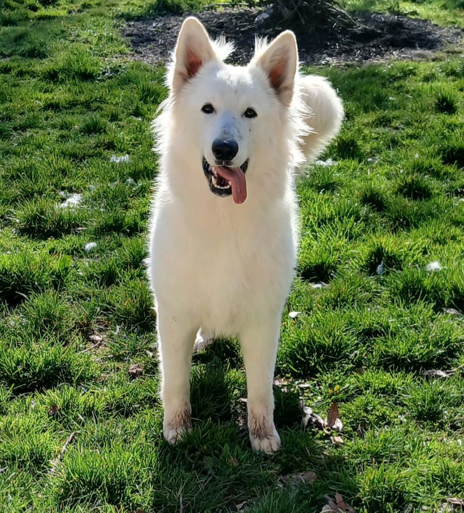 Van-damme vom friauler zar