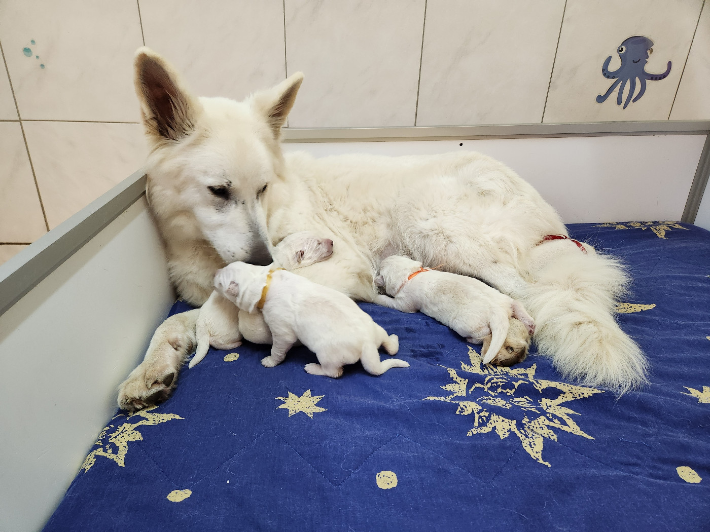 Des chemins du poitou - 1 femelle et 3 mâles sont nés le 28 novembre 2025