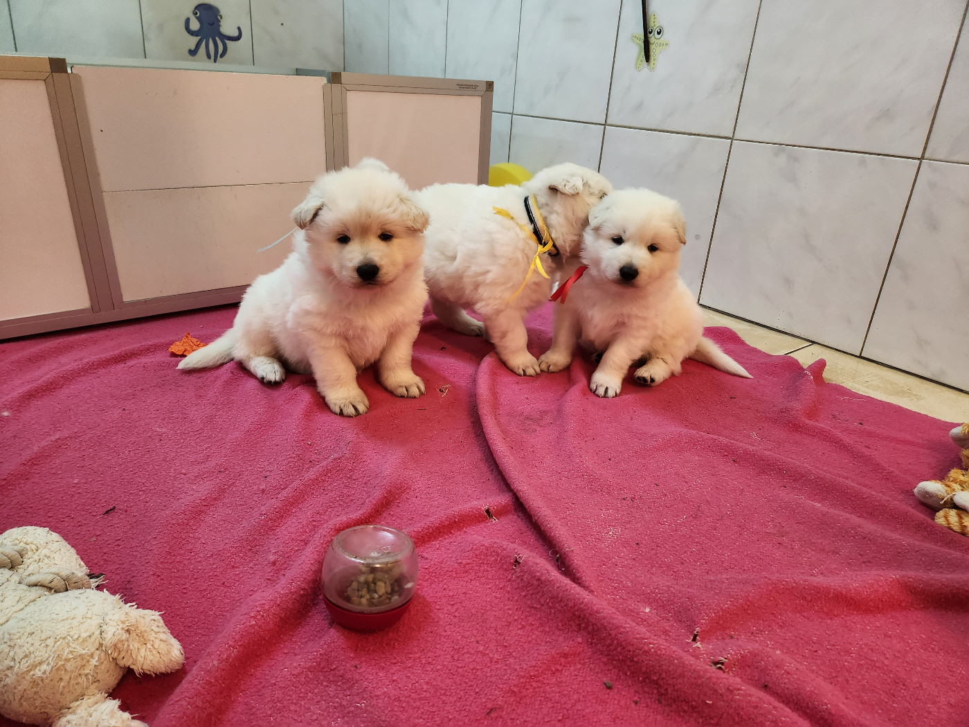 1 femelle et 3 mâles sont nés le 30 novembre 2025