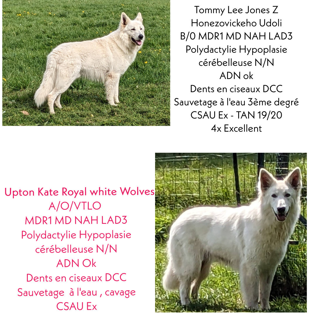 Naissances prévues mi avril 2026