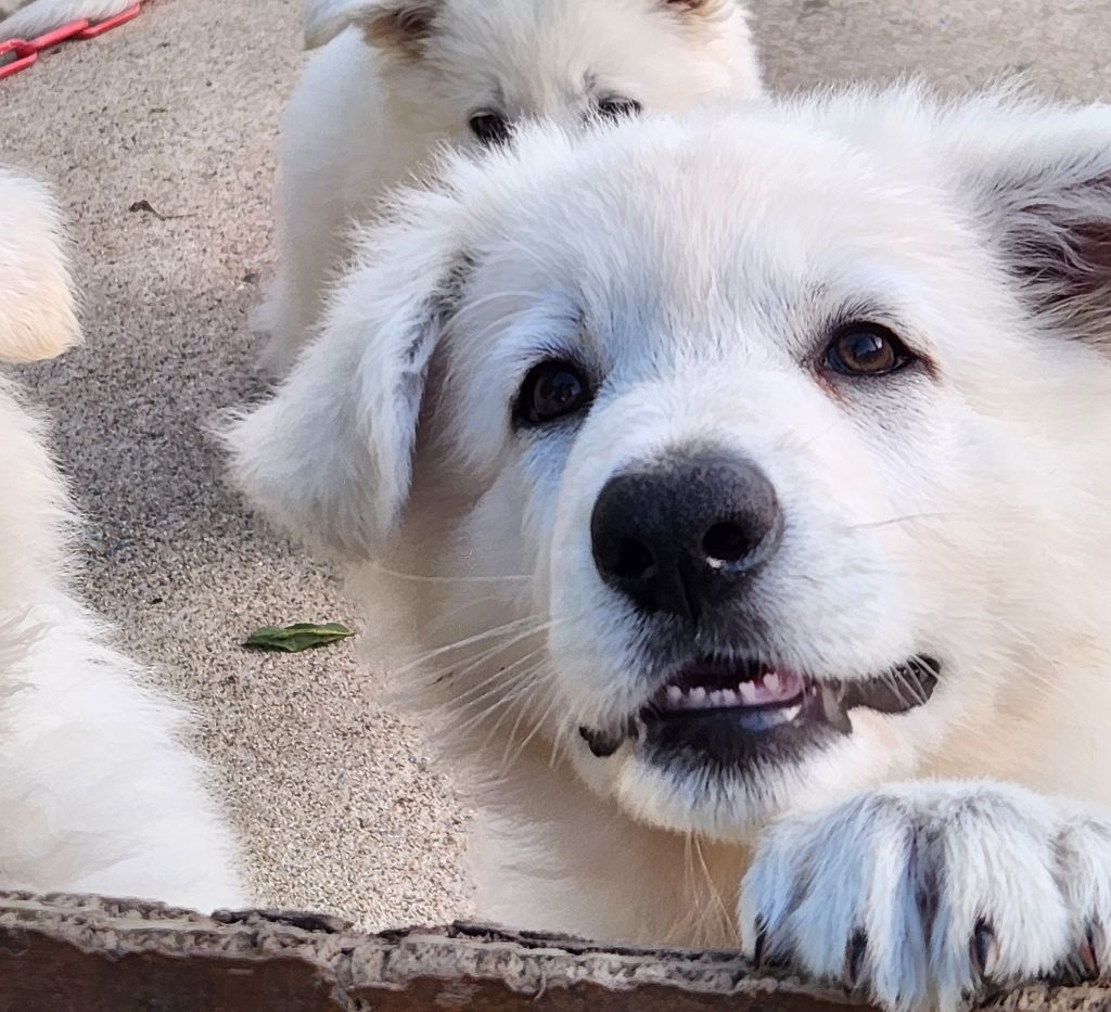 Des chemins du poitou - Chiots disponibles - Berger Blanc Suisse