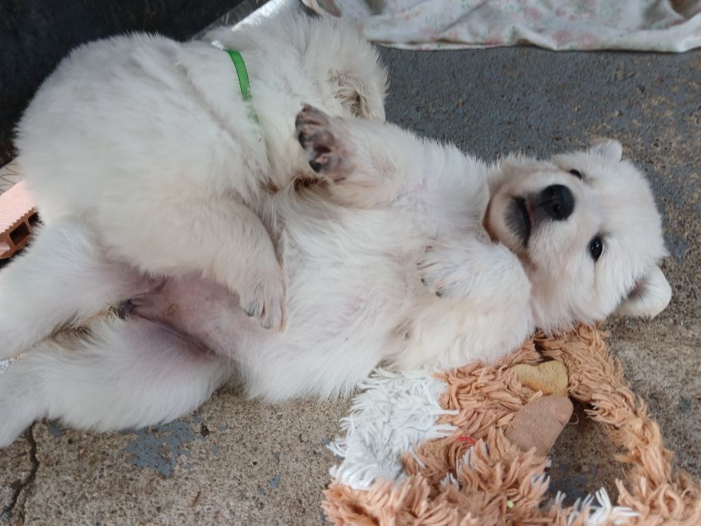 Des chemins du poitou - Chiots disponibles - Berger Blanc Suisse