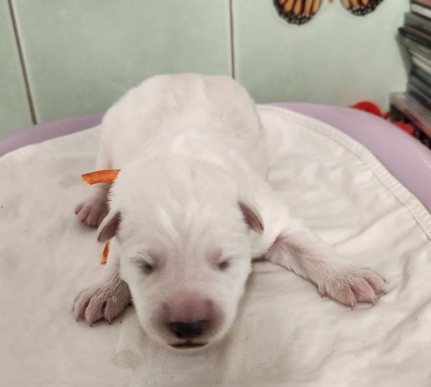 Des chemins du poitou - Chiots disponibles - Berger Blanc Suisse