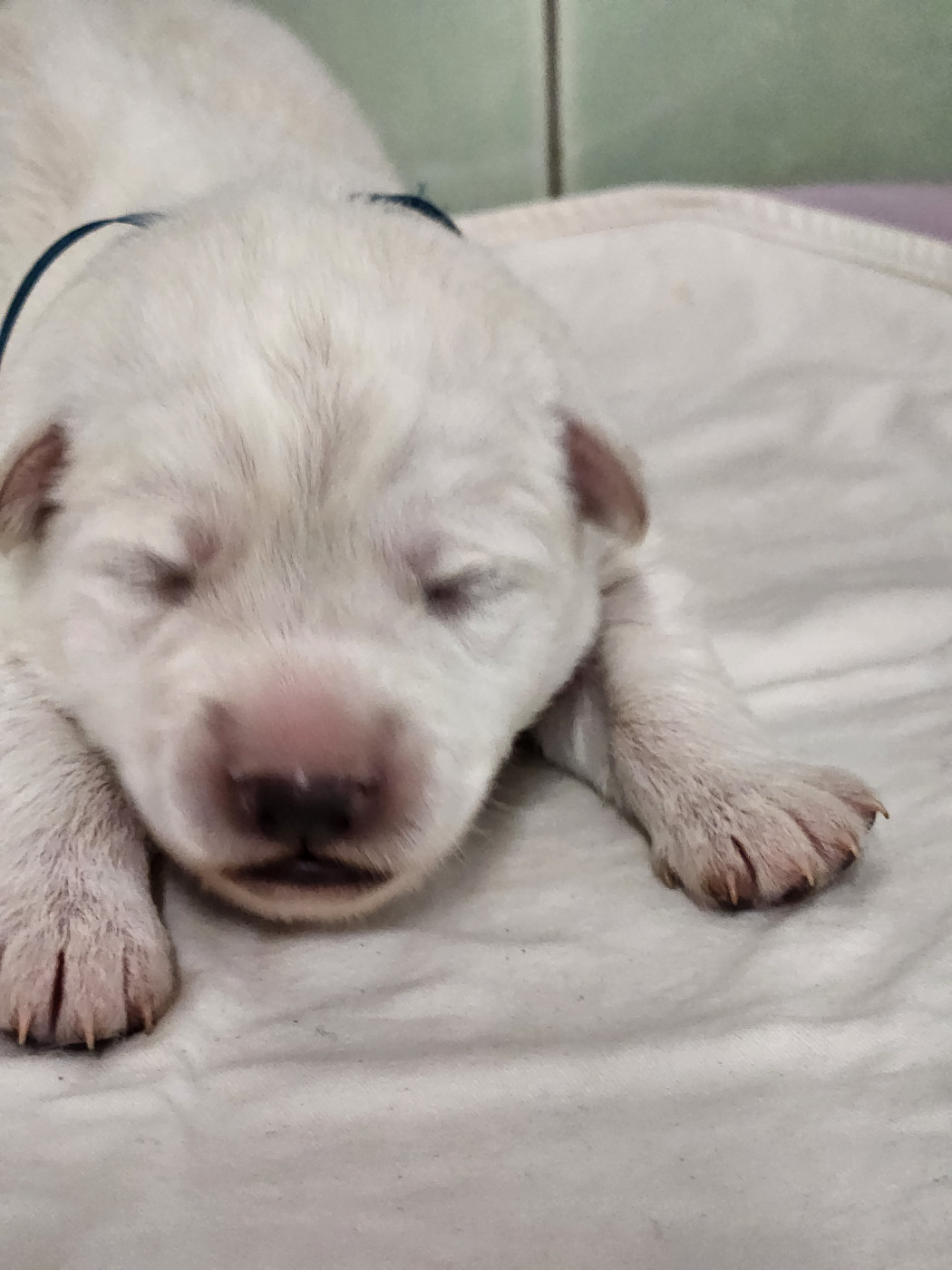 Des chemins du poitou - Chiots disponibles - Berger Blanc Suisse