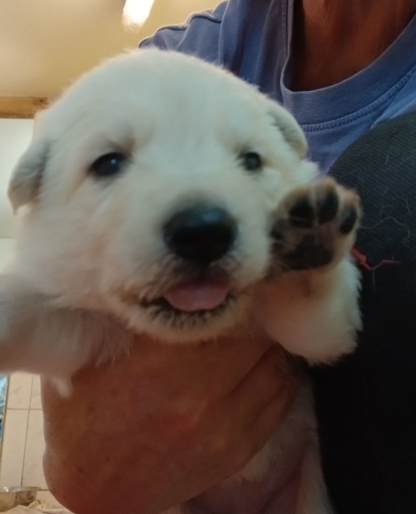 Des chemins du poitou - Chiots disponibles - Berger Blanc Suisse