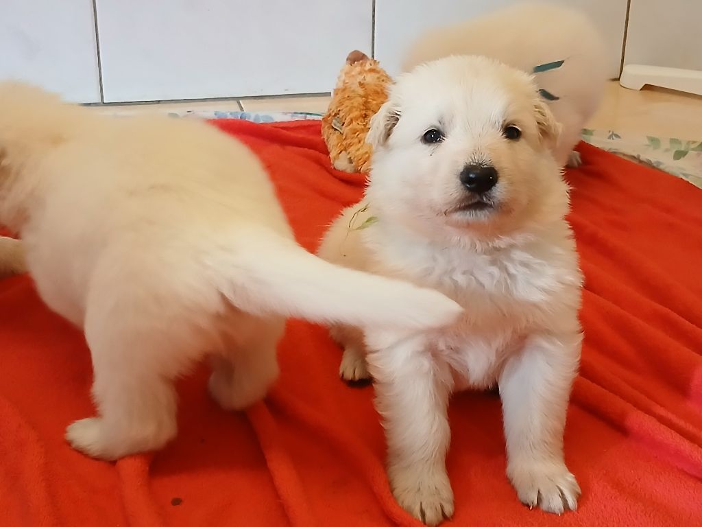 Des chemins du poitou - Chiots disponibles - Berger Blanc Suisse
