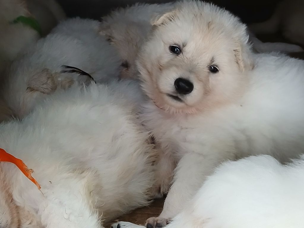 Des chemins du poitou - Chiots disponibles - Berger Blanc Suisse
