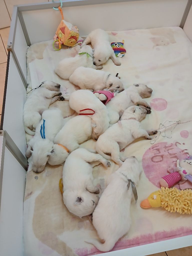 Chiot Berger Blanc Suisse Des chemins du poitou