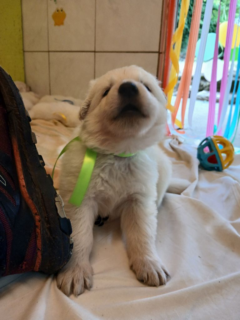 Des chemins du poitou - Chiots disponibles - Berger Blanc Suisse