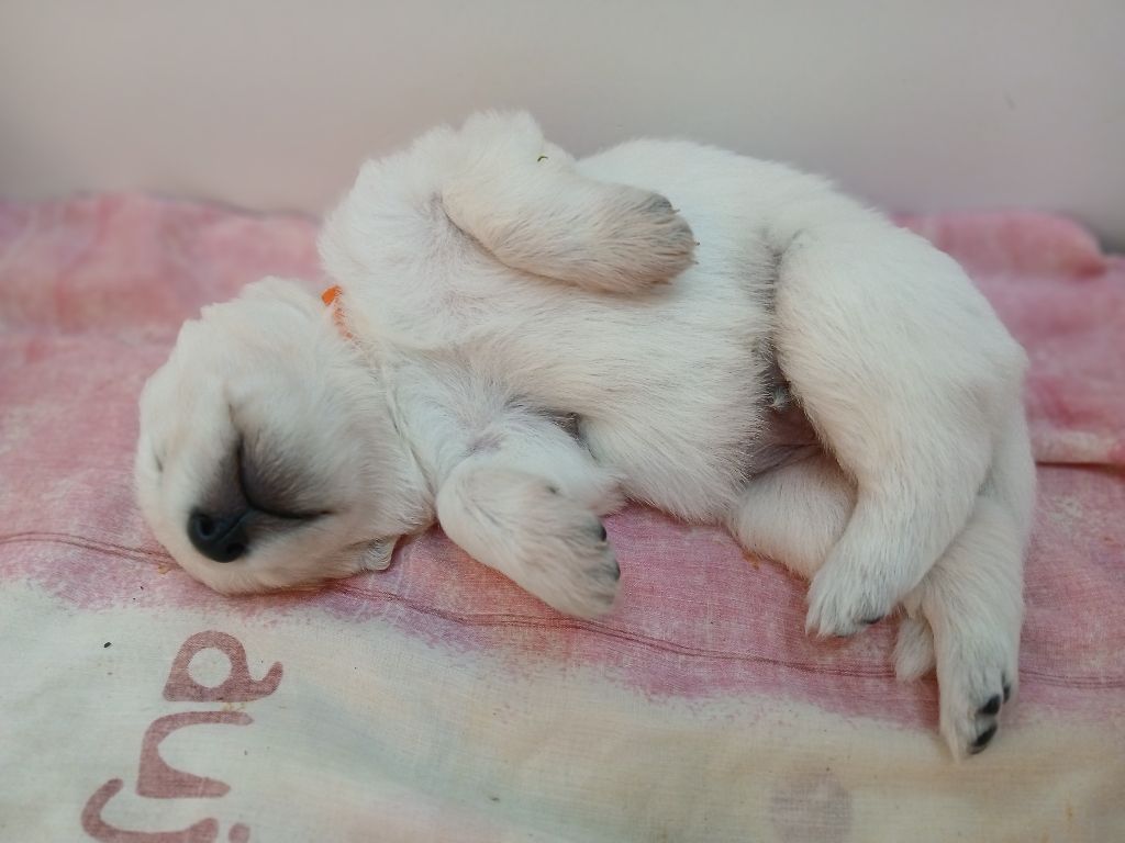 Des chemins du poitou - Chiots disponibles - Berger Blanc Suisse