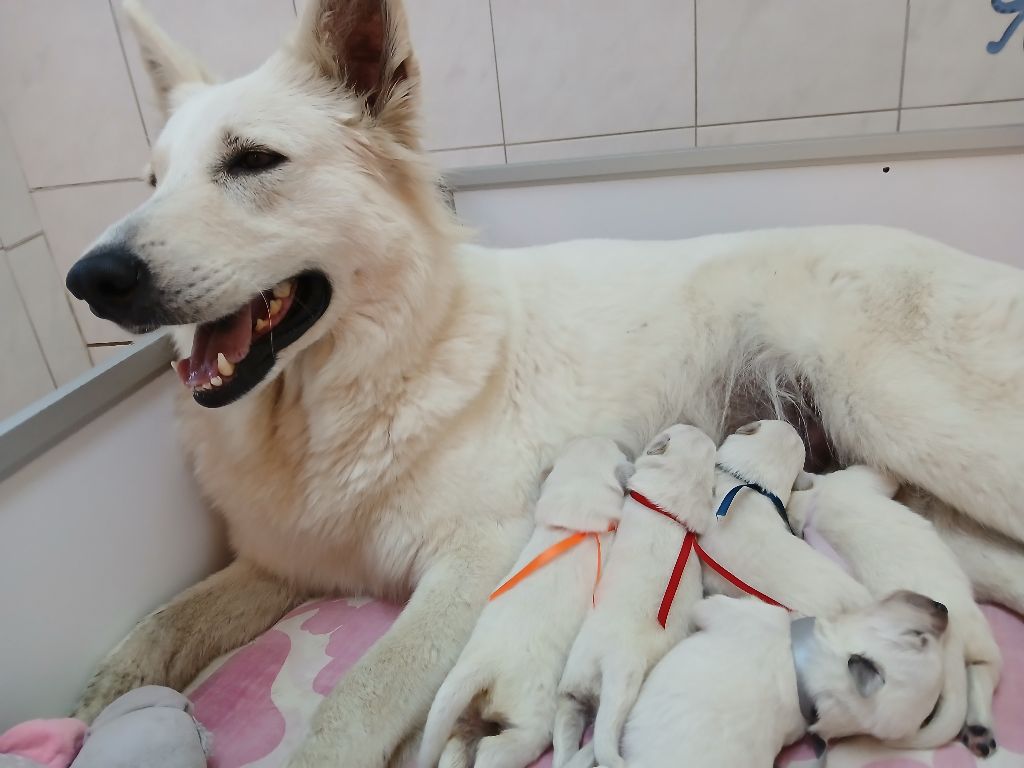 Chiot Berger Blanc Suisse Des chemins du poitou