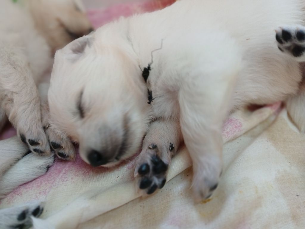 Des chemins du poitou - Chiots disponibles - Berger Blanc Suisse