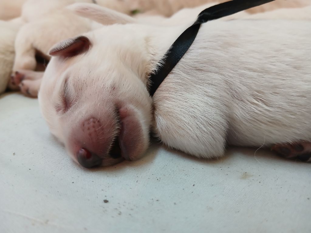 Des chemins du poitou - Chiots disponibles - Berger Blanc Suisse