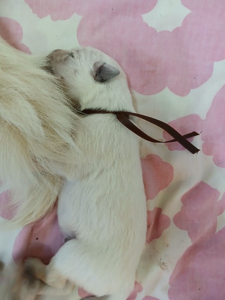 Des chemins du poitou - Chiots disponibles - Berger Blanc Suisse