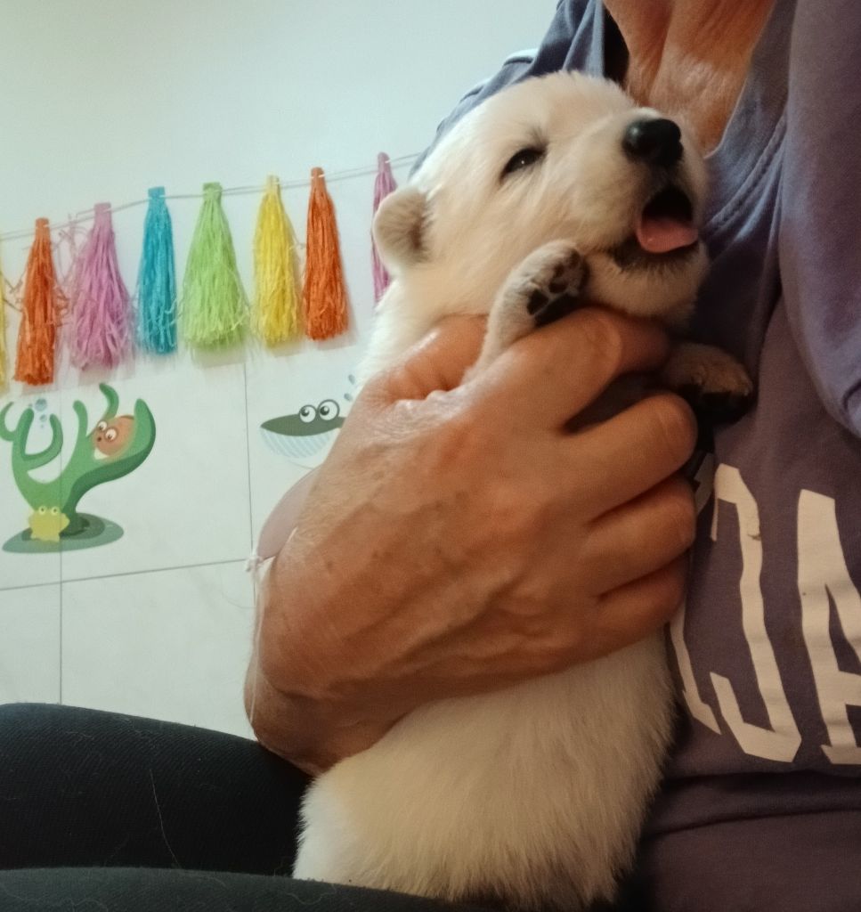 Des chemins du poitou - Chiots disponibles - Berger Blanc Suisse