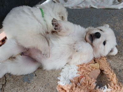 CHIOT 3