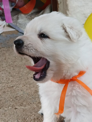 CHIOT 2