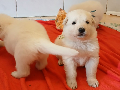 CHIOT 10