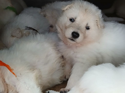 CHIOT 5