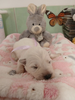 CHIOT 8