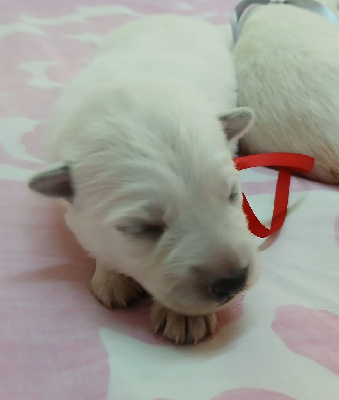 CHIOT 9