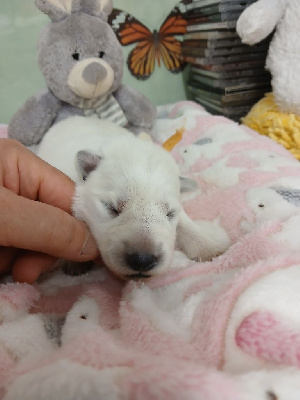 CHIOT 7