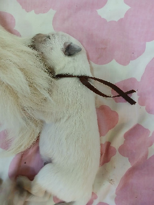 CHIOT 5