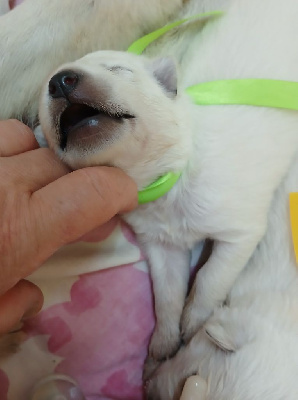CHIOT 3