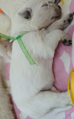 CHIOT 10
