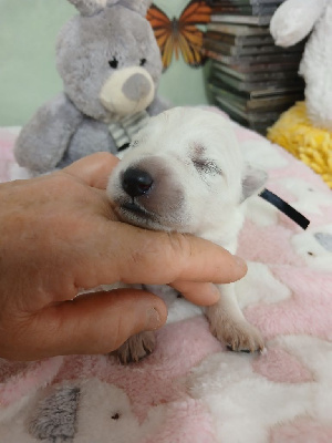 CHIOT 1