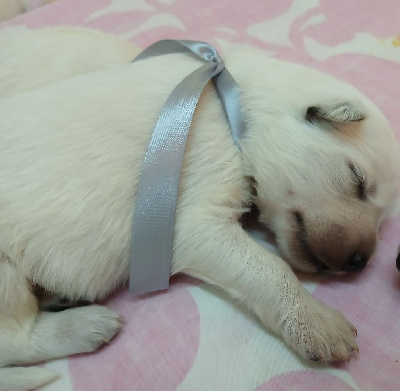 CHIOT 2