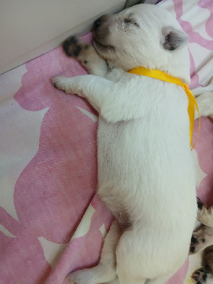 CHIOT 6
