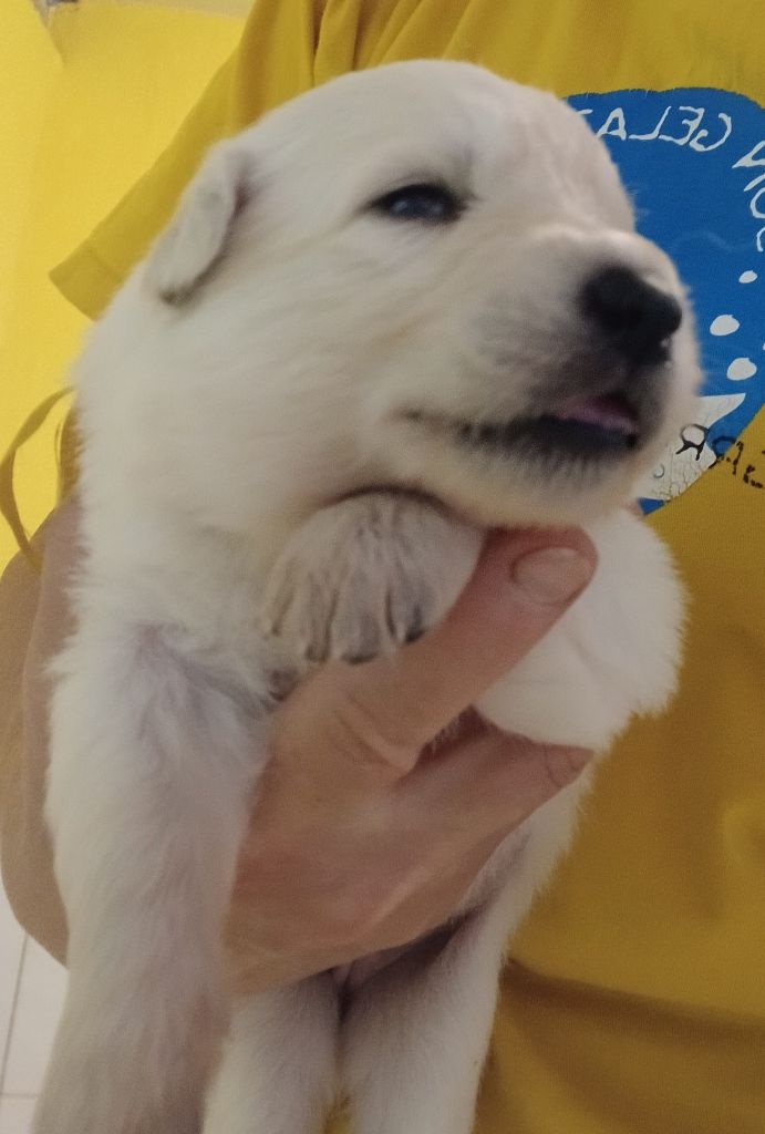 Des chemins du poitou - Chiots disponibles - Berger Blanc Suisse