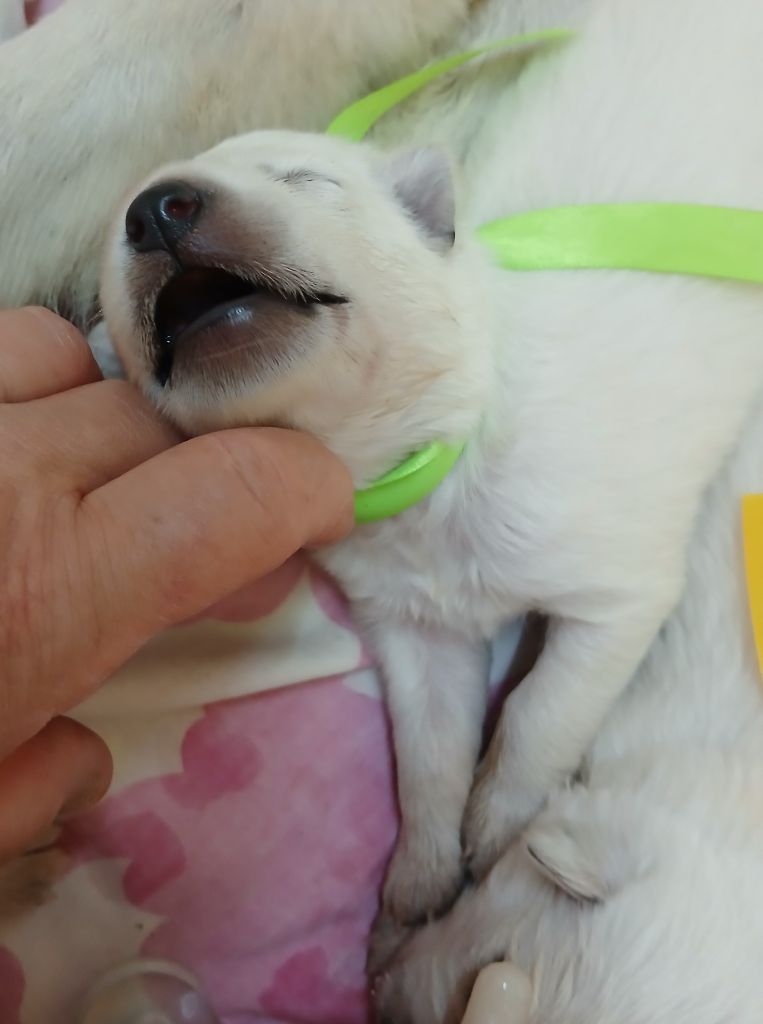 Des chemins du poitou - Chiots disponibles - Berger Blanc Suisse