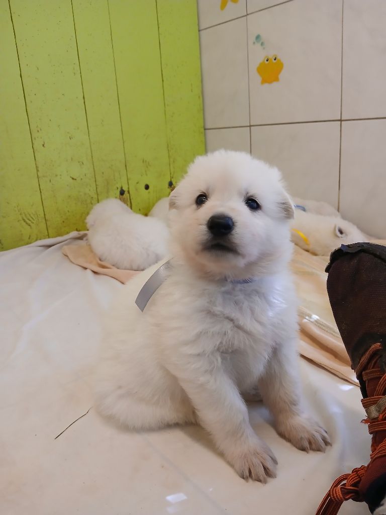Des chemins du poitou - Chiots disponibles - Berger Blanc Suisse