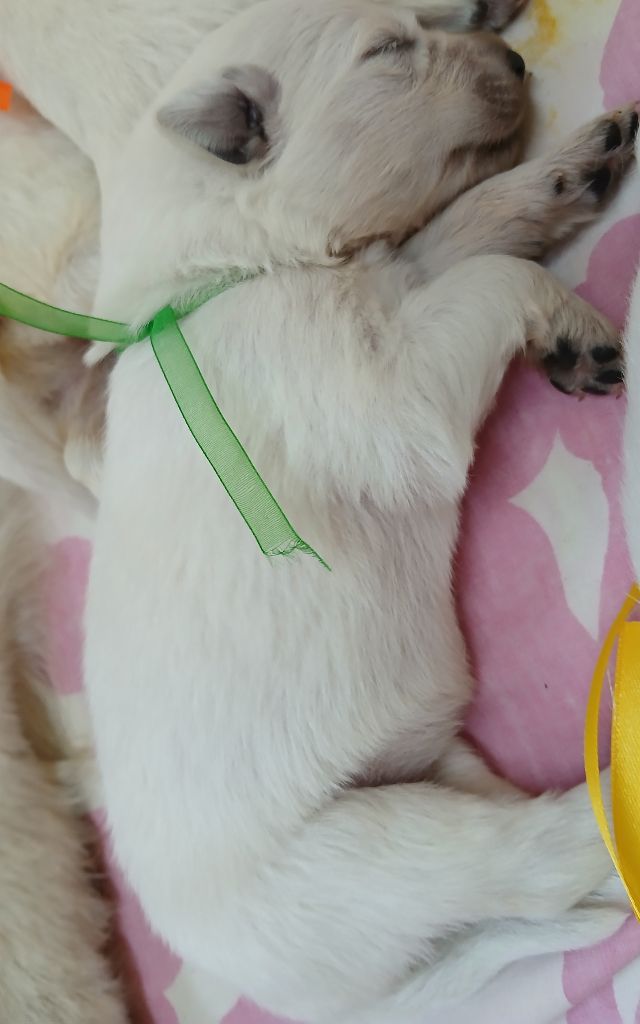 Des chemins du poitou - Chiots disponibles - Berger Blanc Suisse