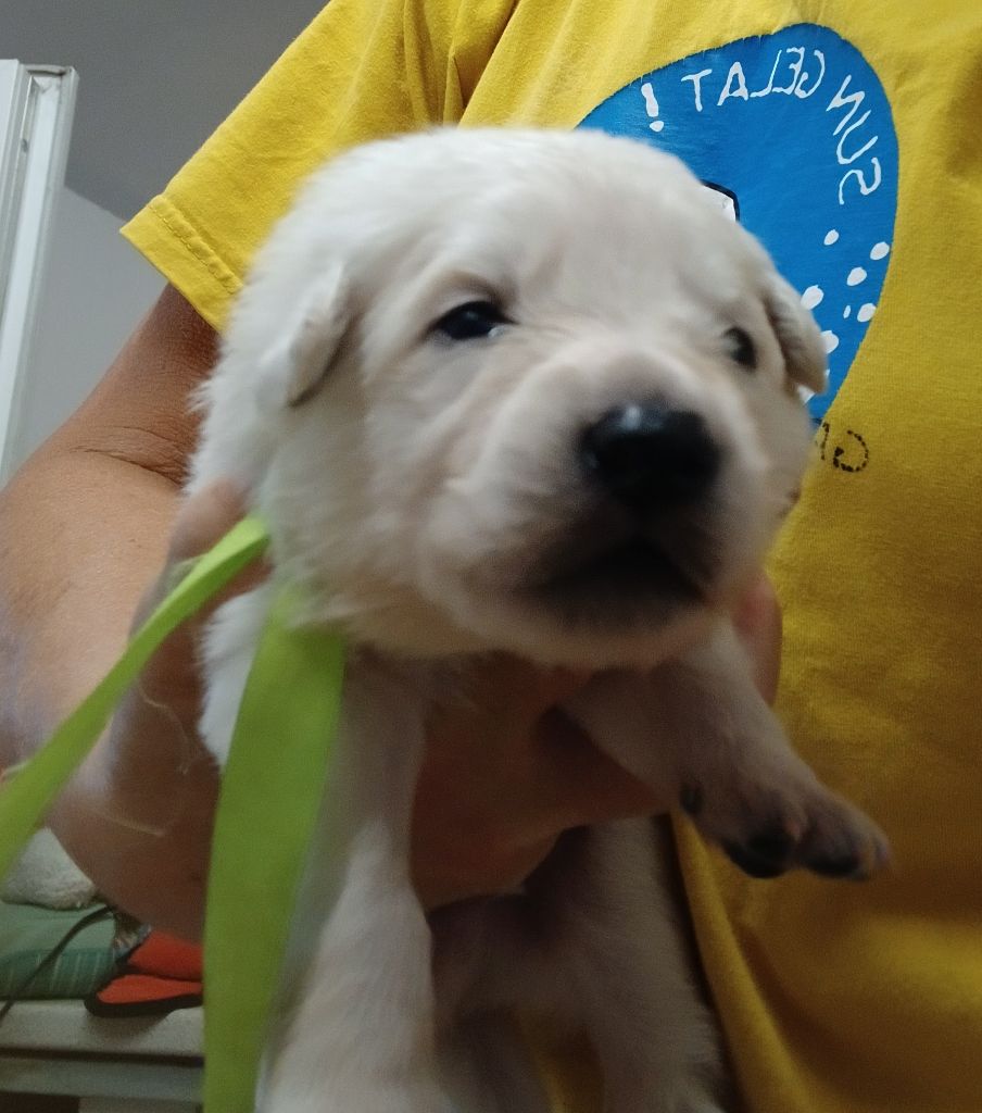 Des chemins du poitou - Chiots disponibles - Berger Blanc Suisse